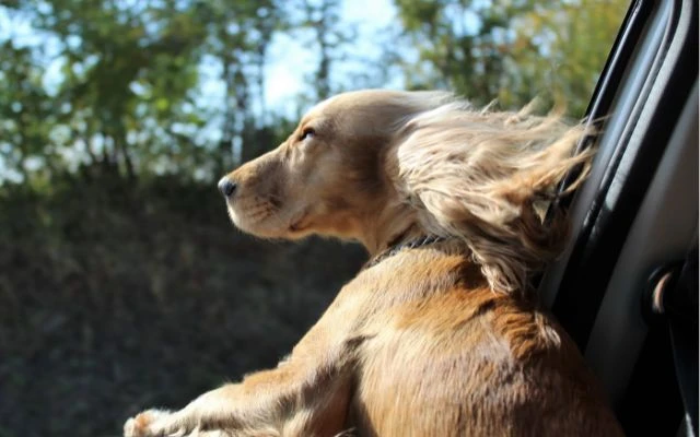 Frequently Asked Questions